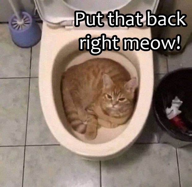 nonsense cats - Put that back right meow!