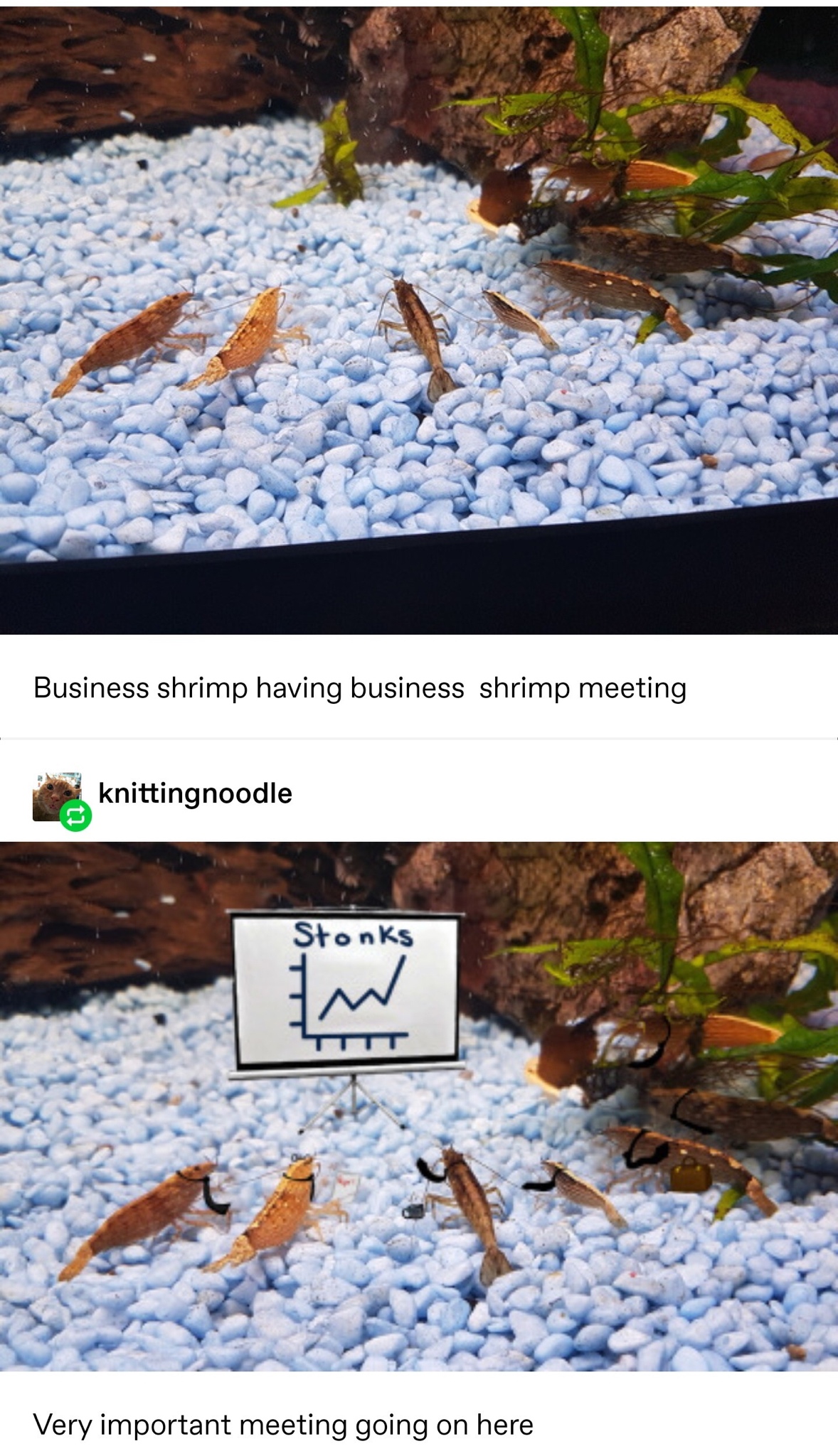 shrimp stonks - Business shrimp having business shrimp meeting knittingnoodle Stonks Very important meeting going on here