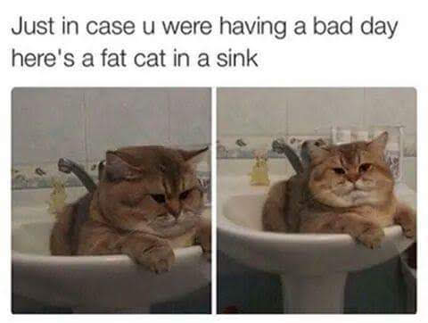 fat cat in sink - Just in case u were having a bad day here's a fat cat in a sink
