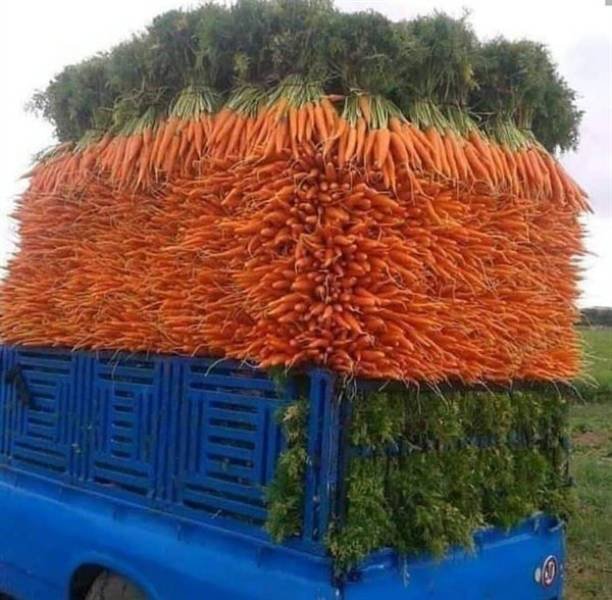 truck full of carrots