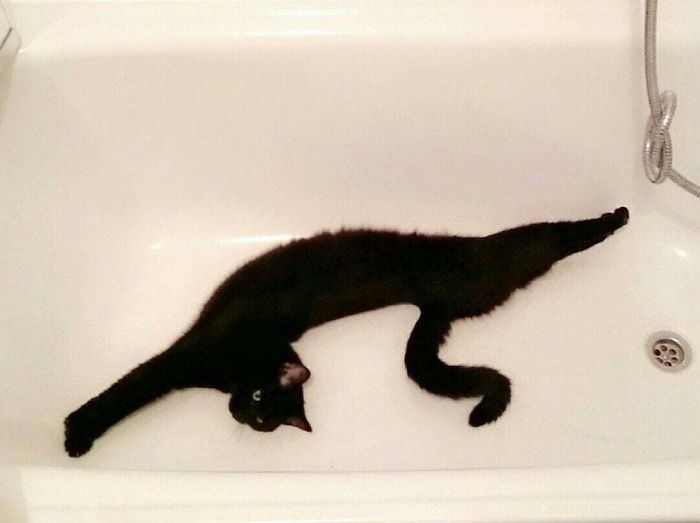 black cat in bathtub