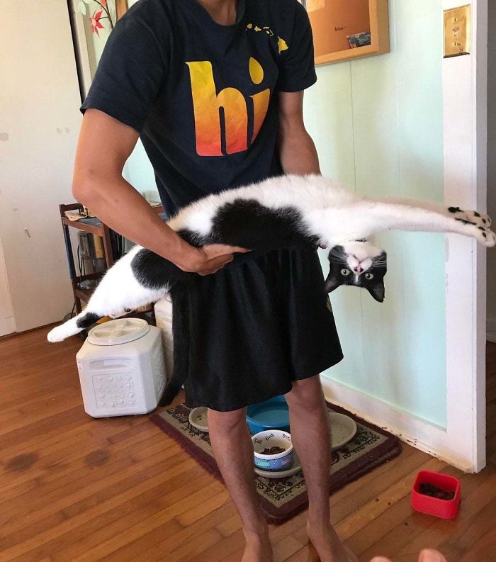 cat held upside down