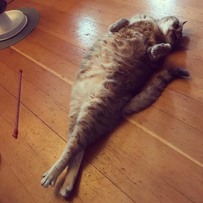 cats stretching