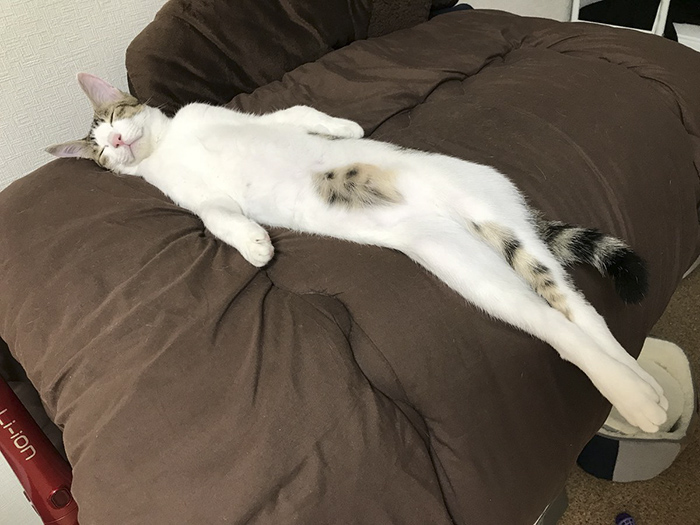 cat stretching - Liion