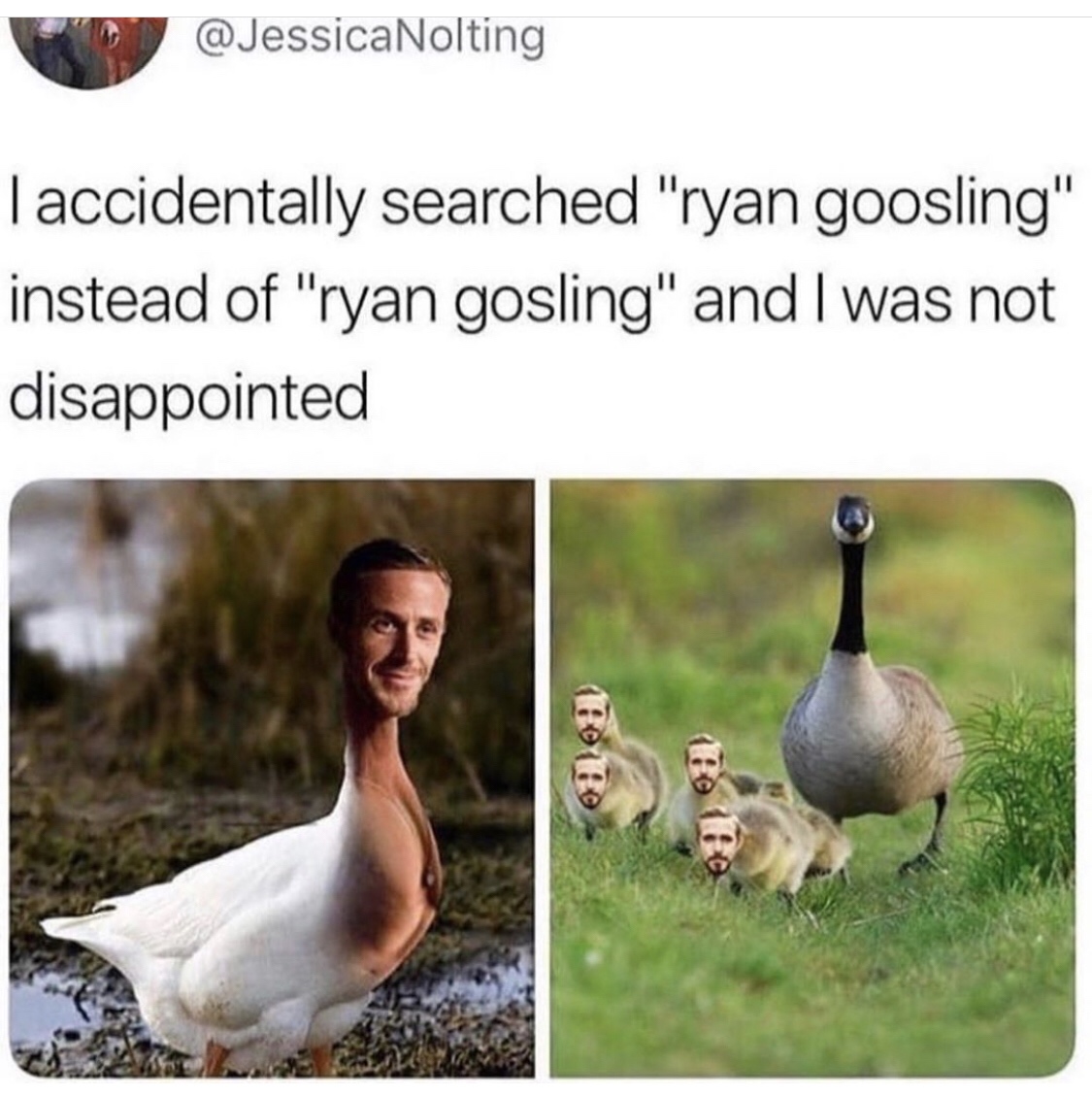ryan goosling - Taccidentally searched "ryan goosling" instead of "ryan gosling" and I was not disappointed Hono