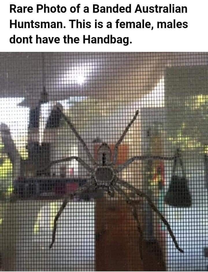 Female - Rare Photo of a Banded Australian Huntsman. This is a female, males dont have the Handbag.