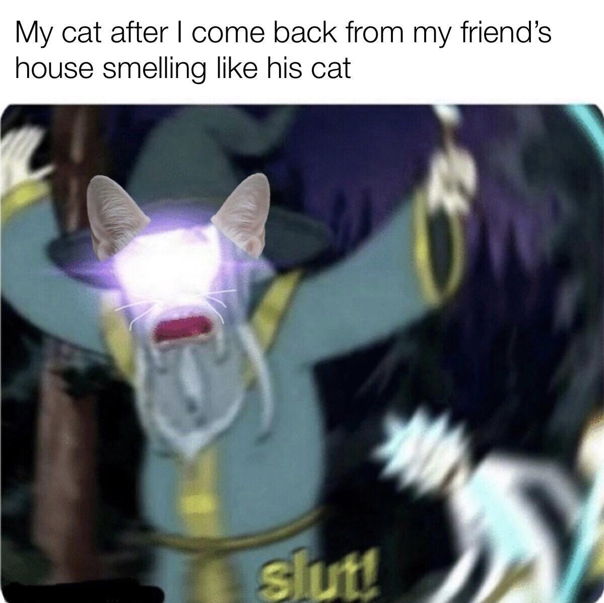 slut meme rick and morty - My cat after I come back from my friend's house smelling his cat sluti