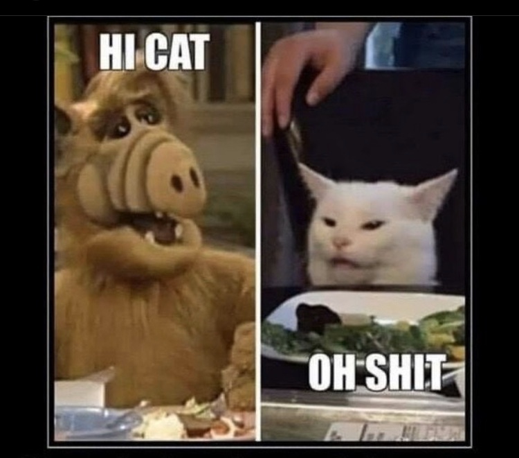 hi cat oh shit meme - Hi Cat Oh Shit