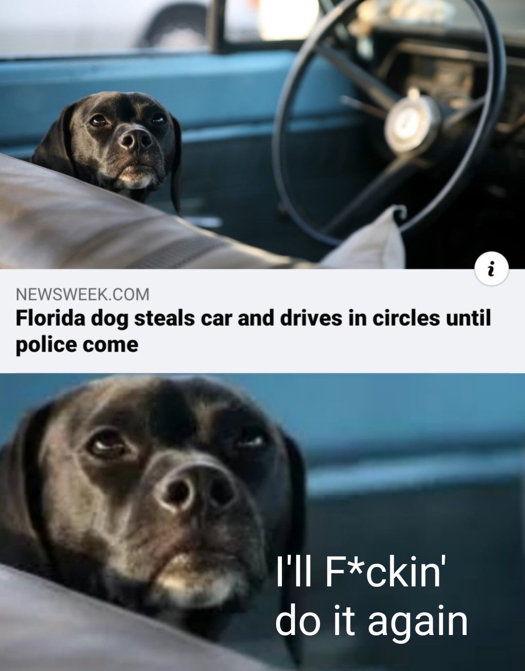 car and dog - Newsweek.Com. Florida dog steals car and drives in circles until police come I'll Fckin' do it again