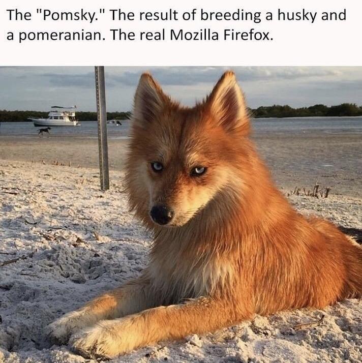 dog that looks like a fox - The "Pomsky." The result of breeding a husky and a pomeranian. The real Mozilla Firefox.