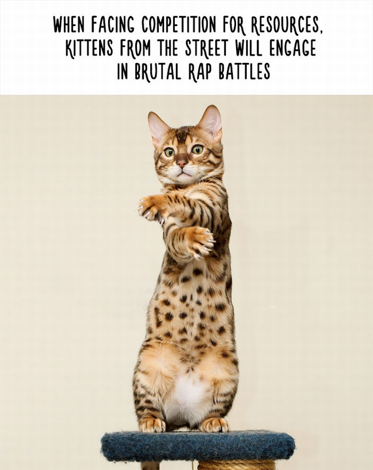 funny animal fact - When Facing Competition For Resources, Kittens From The Street Will Engage In Brutal Rap Battles