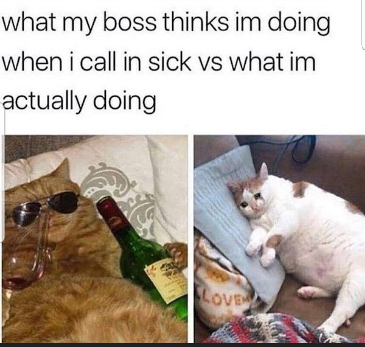 funny reaction animals - what my boss thinks im doing when i call in sick vs what im actually doing