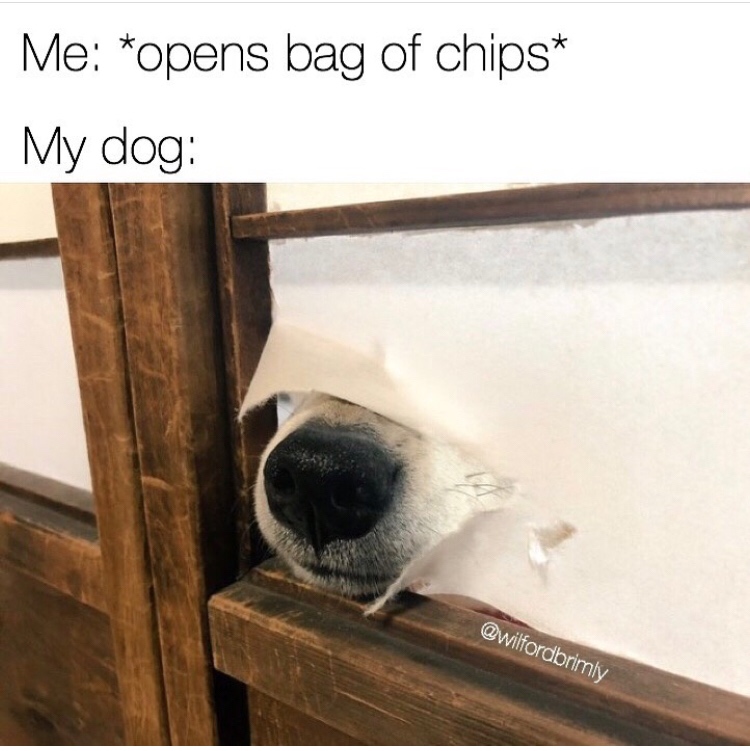 me opens bag of chips my dog - Me opens bag of chips My dog