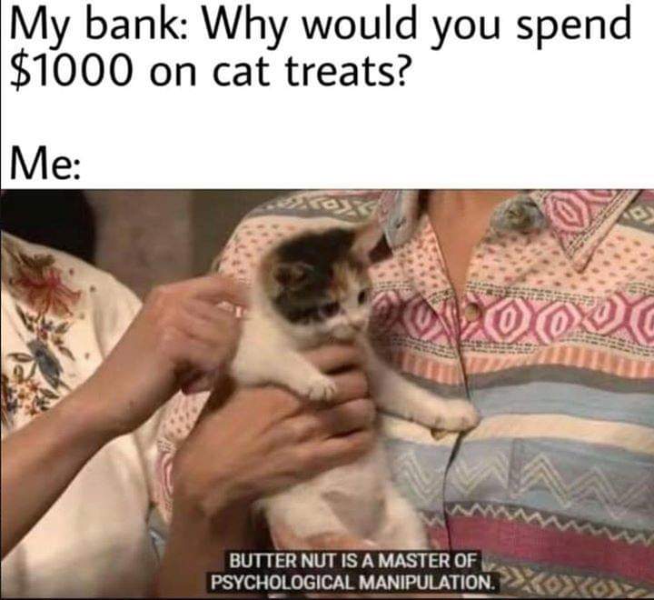 butternut is a master of psychological manipulation - My bank Why would you spend $1000 on cat treats? Me Butter Nut Is A Master Of Psychological Manipulation.