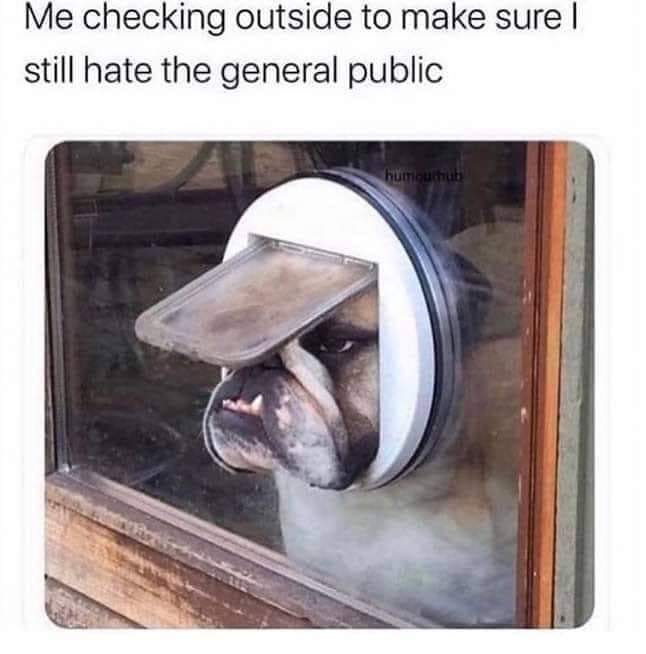 english bulldog funny - Me checking outside to make sure ! still hate the general public humour