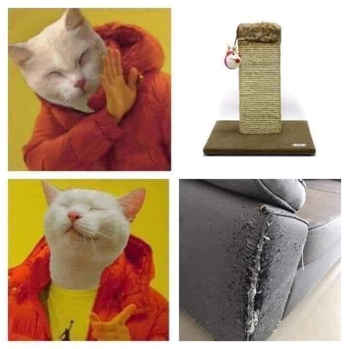 cats be like