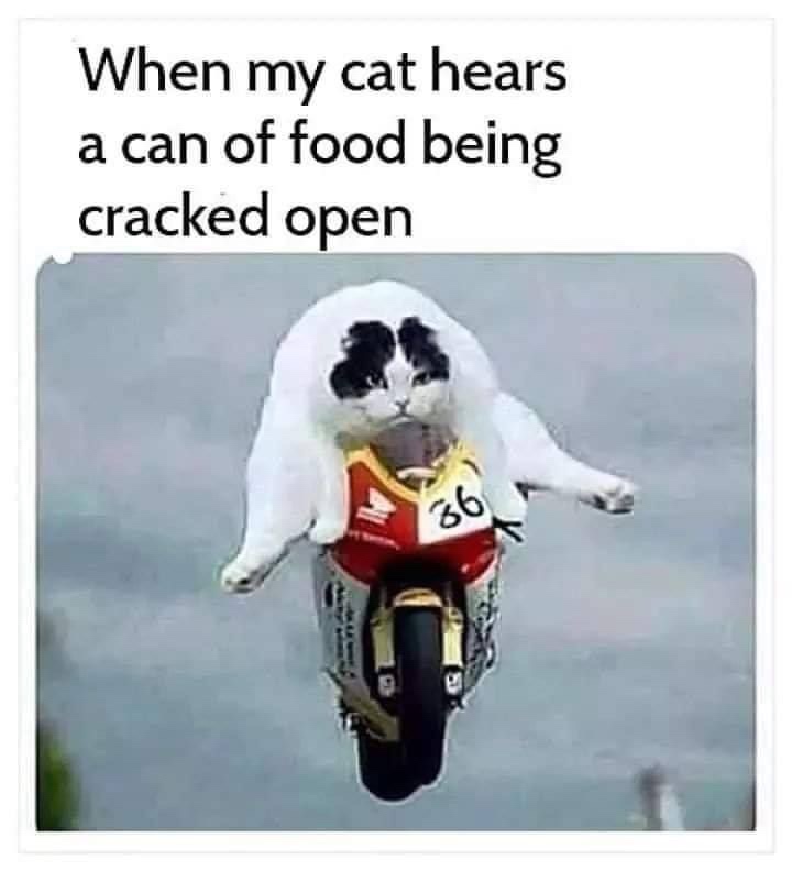 cat pspsps meme - When my cat hears a can of food being cracked open