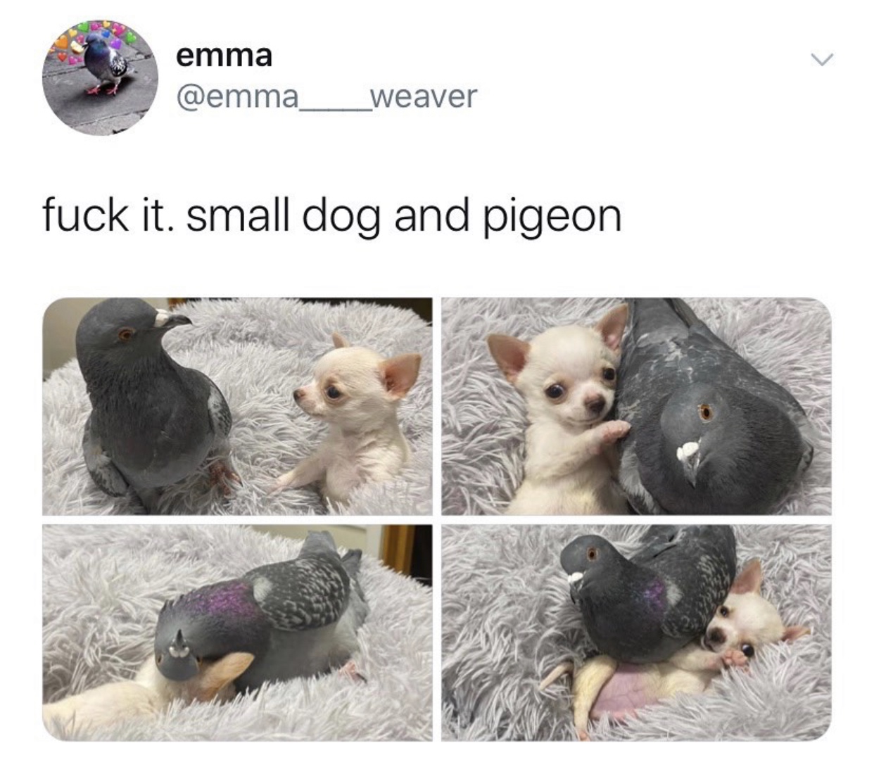 pet - emma fuck it. small dog and pigeon