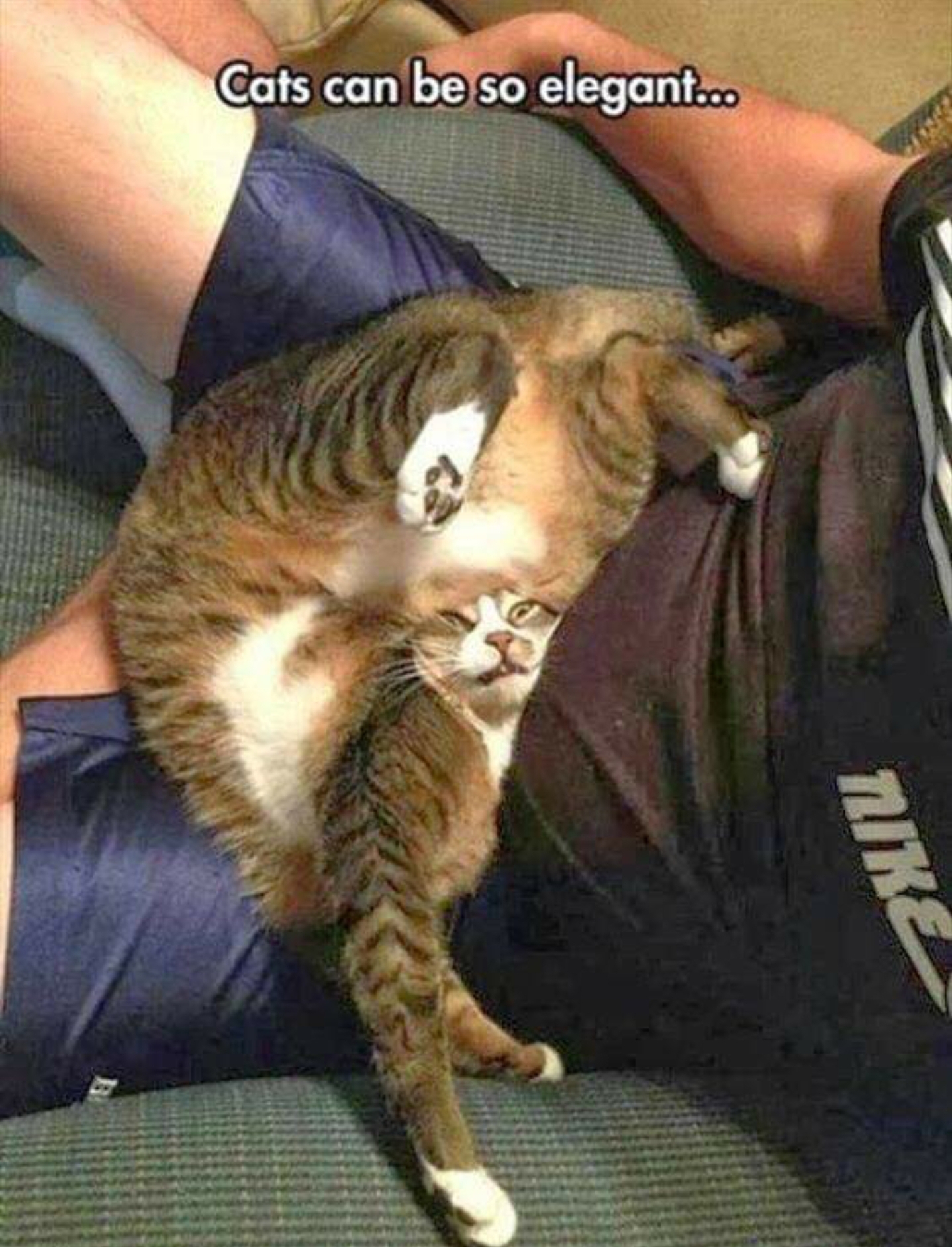 cats sleeping weird positions memes - Cats can be so elegant... Nike