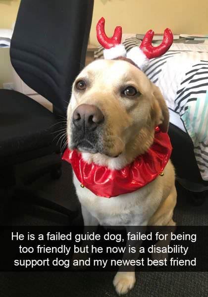 my dog is too friendly - He is a failed guide dog, failed for being too friendly but he now is a disability support dog and my newest best friend