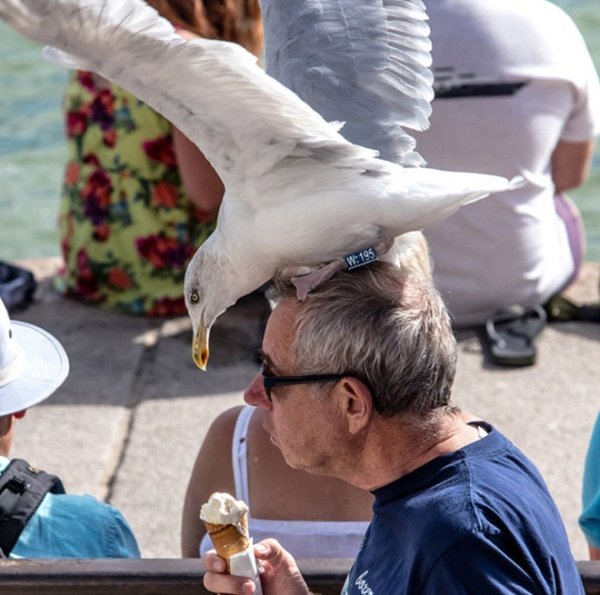 22 Pics Of Seagulls Being Assholes