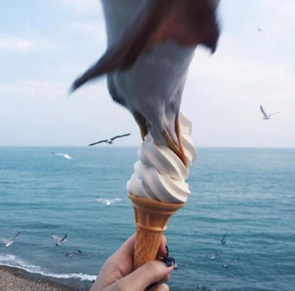22 Pics Of Seagulls Being Assholes