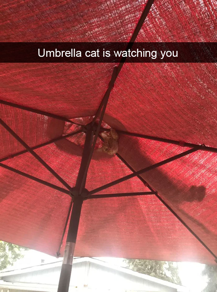 24 People Share What's It Like To Have A Cat