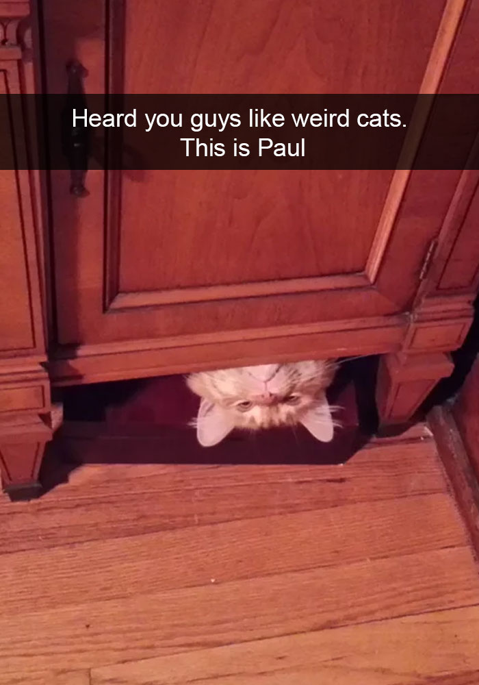 24 People Share What's It Like To Have A Cat