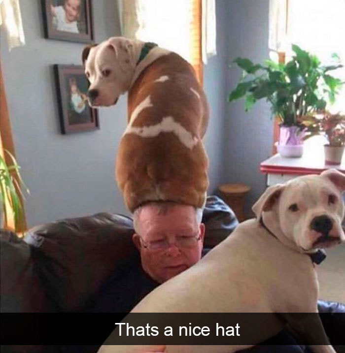funny dog memes 2020 - Thats a nice hat