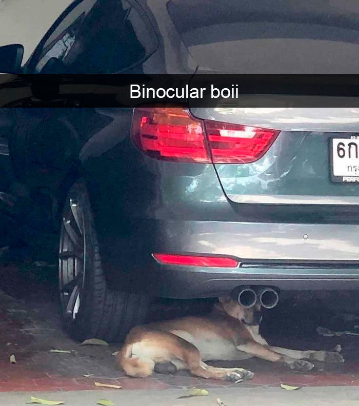 dog looking through binoculars