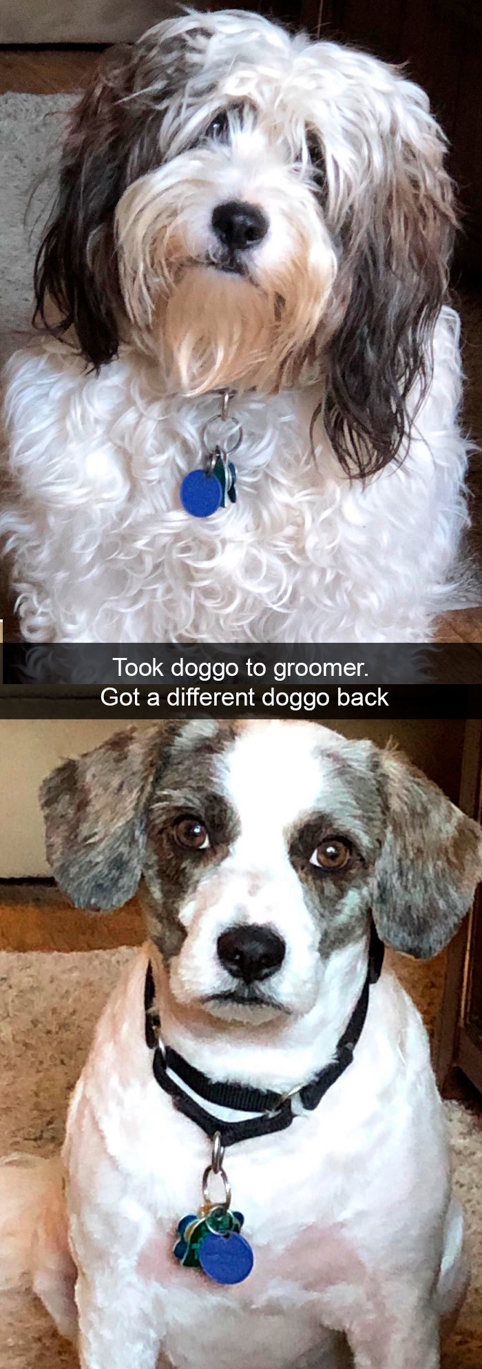 Took doggo to groomer. Got a different doggo back