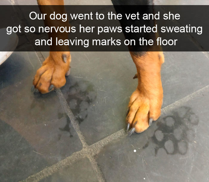 sweaty cat paw prints - Our dog went to the vet and she got so nervous her paws started sweating and leaving marks on the floor