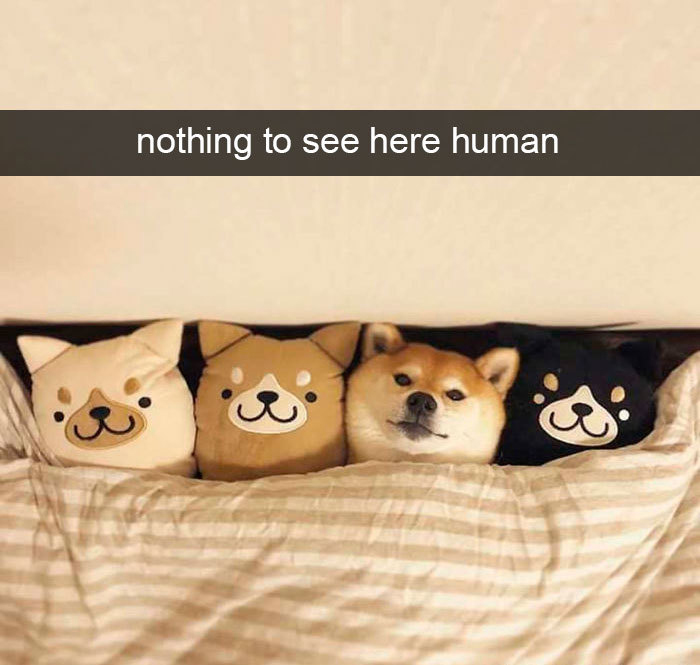shiba inu funny - nothing to see here human