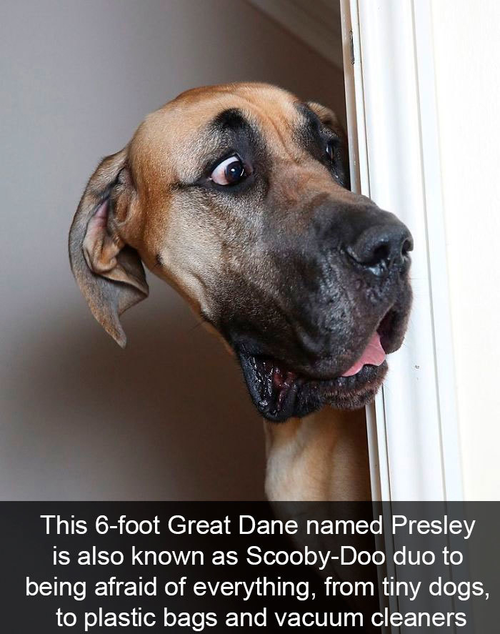 scooby doo great dane - This 6foot Great Dane named Presley is also known as ScoobyDoo duo to being afraid of everything, from tiny dogs, to plastic bags and vacuum cleaners