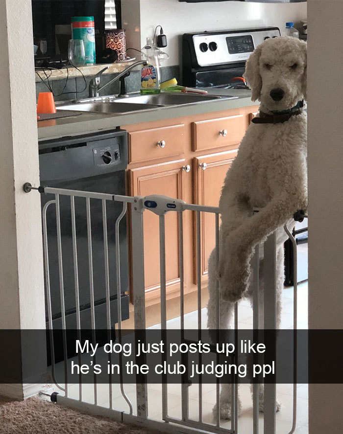 dog leaning on gate - My dog just posts up he's in the club judging ppl