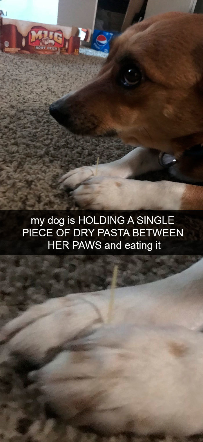 dog - Root Beer my dog is Holding A Single Piece Of Dry Pasta Between Her Paws and eating it