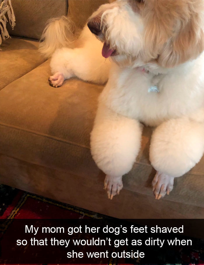 shaved dog feet - My mom got her dog's feet shaved so that they wouldn't get as dirty when she went outside