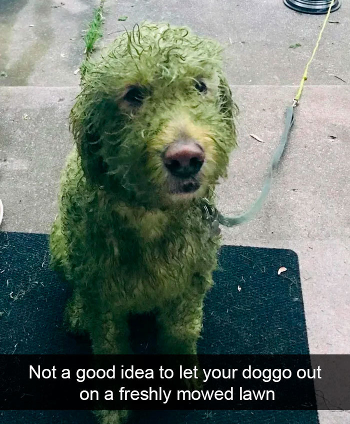 funny animal memes - Not a good idea to let your doggo out on a freshly mowed lawn