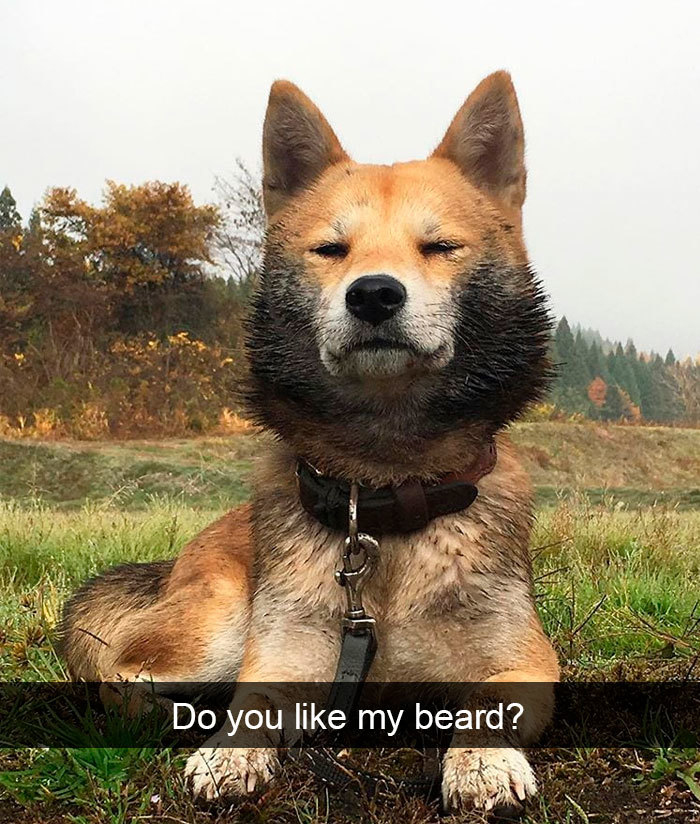 shikoku - Do you my beard?