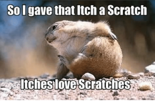 funny groundhog - So I gave that Itch a Scratch Itches love Scratches.