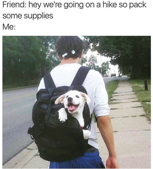 need a dog meme - Friend hey we're going on a hike so pack some supplies Me