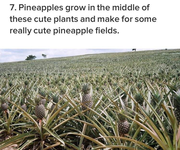21 Fascinating Facts About Plants That Will Not Make You Vegetate