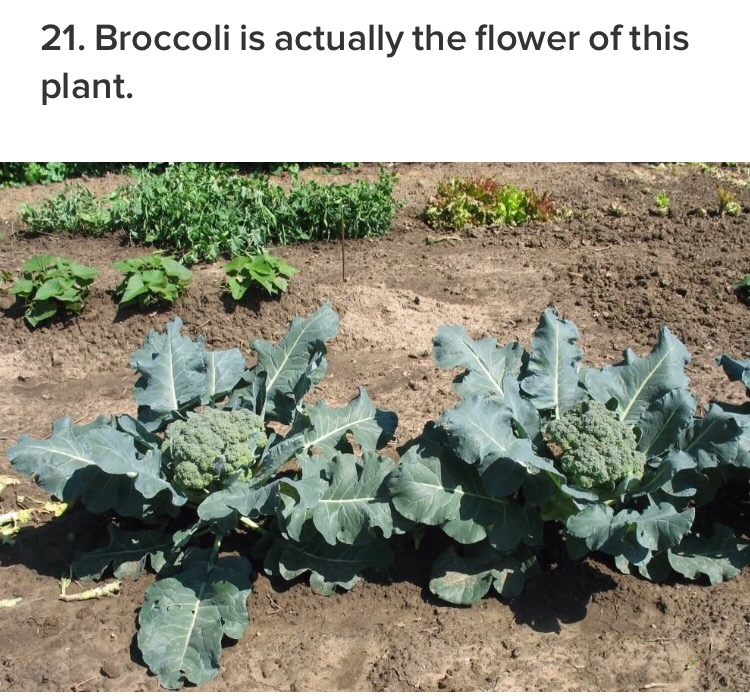 21 Fascinating Facts About Plants That Will Not Make You Vegetate