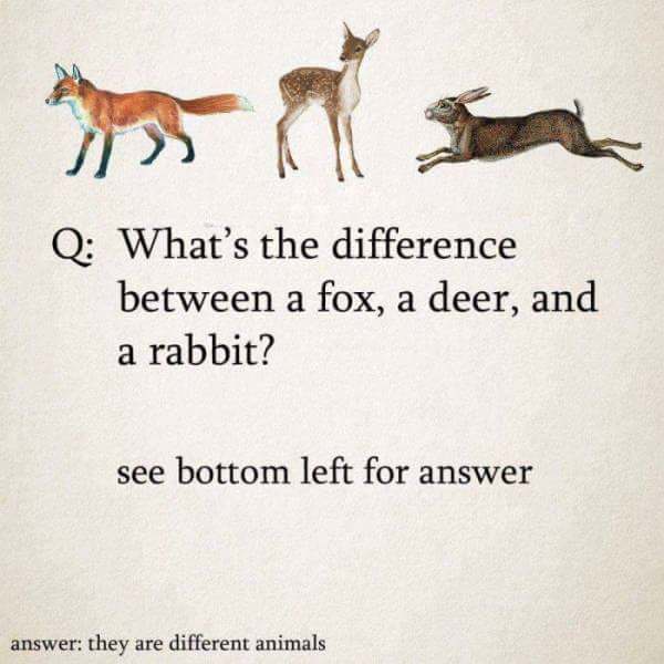 Animal - Q What's the difference between a fox, a deer, and a rabbit? see bottom left for answer answer they are different animals