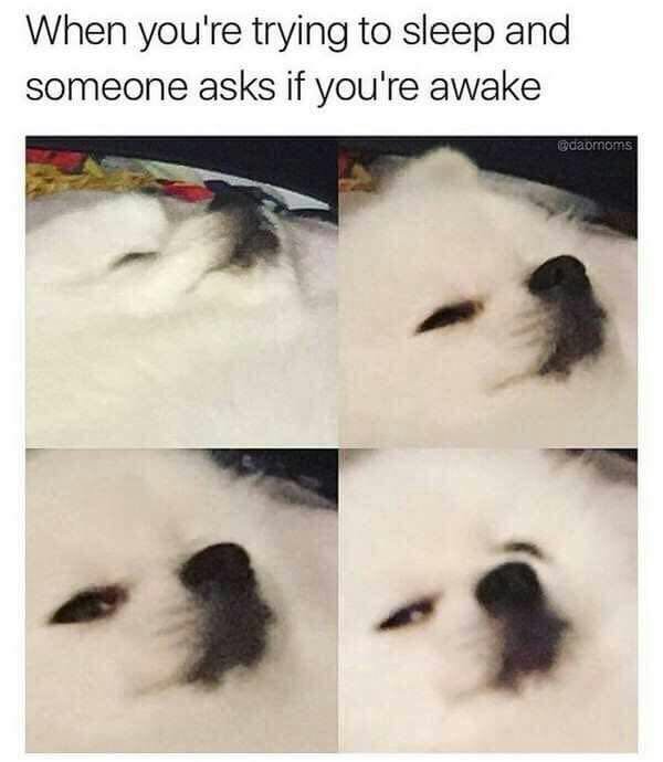 relatable animal memes - When you're trying to sleep and someone asks if you're awake odamoms