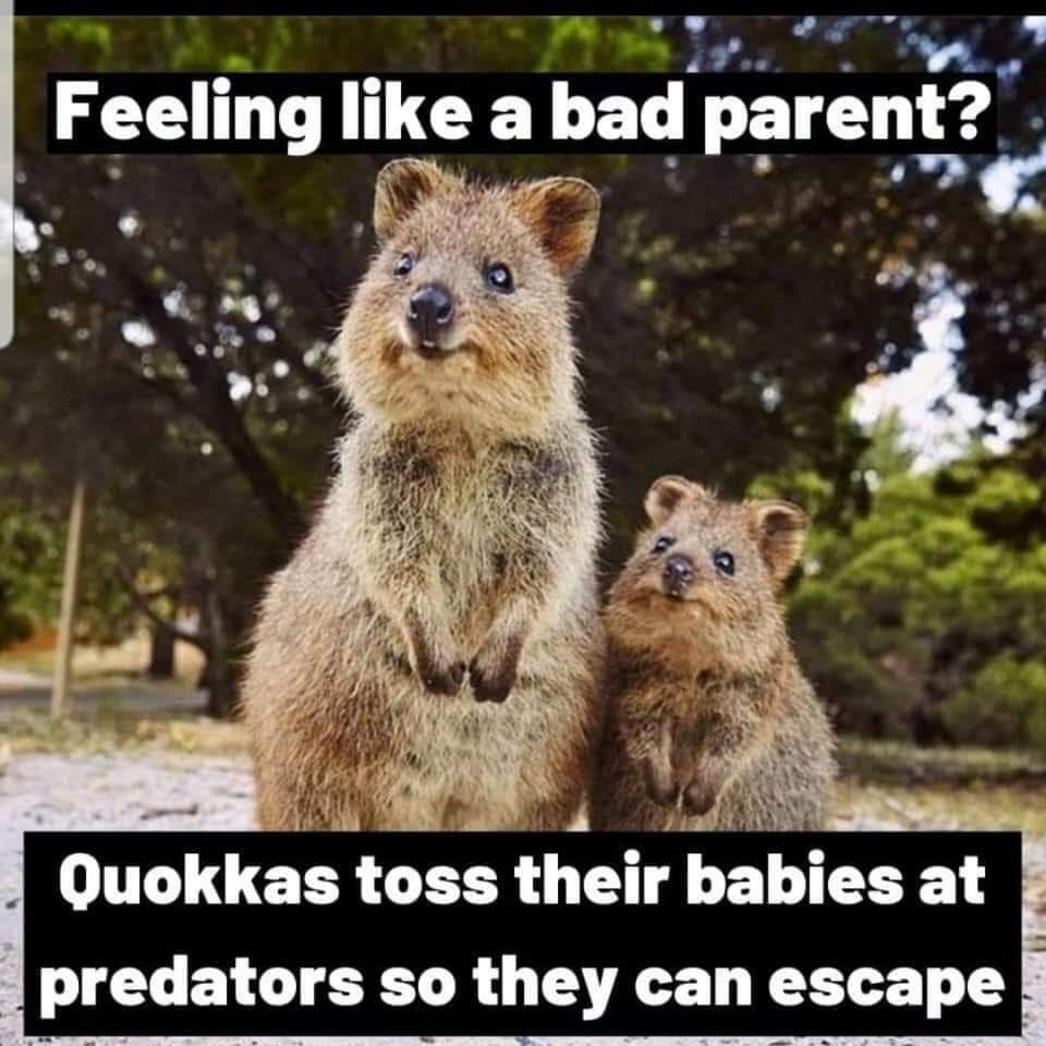feeling like a bad parent quokkas - Feeling a bad parent? Quokkas toss their babies at predators so they can escape