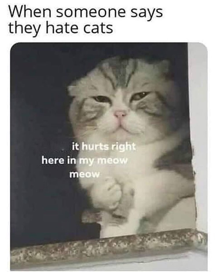 hurts right in my meow meow - When someone says they hate cats it hurts right here in my meow meow