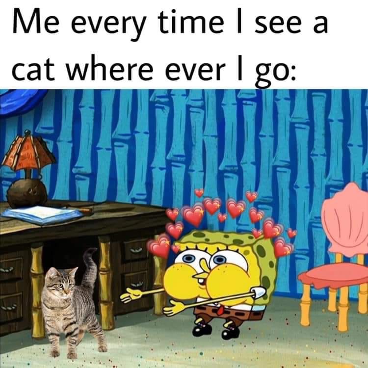 spongebob cat meme - Me every time I see a cat where ever I go