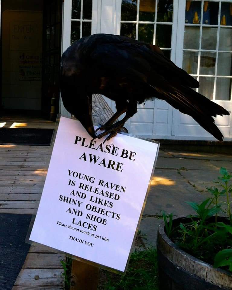 beak - Please Be Aware Young Raven Is Released And Shiny Objects And Shoe Laces Please do not touch or pet him Thank You