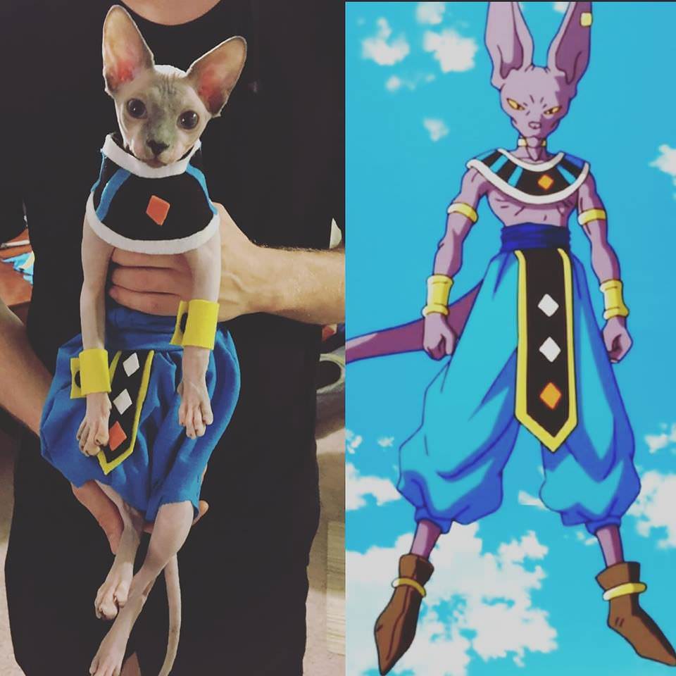 costumes and cosplay - beerus cat cosplay